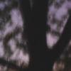Louise Dudis, Tree 1, 2007